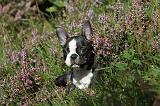 BOSTON TERRIER 078